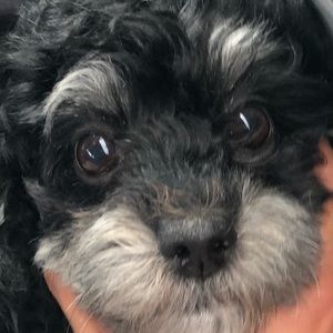 Meet your Posher, Oscar